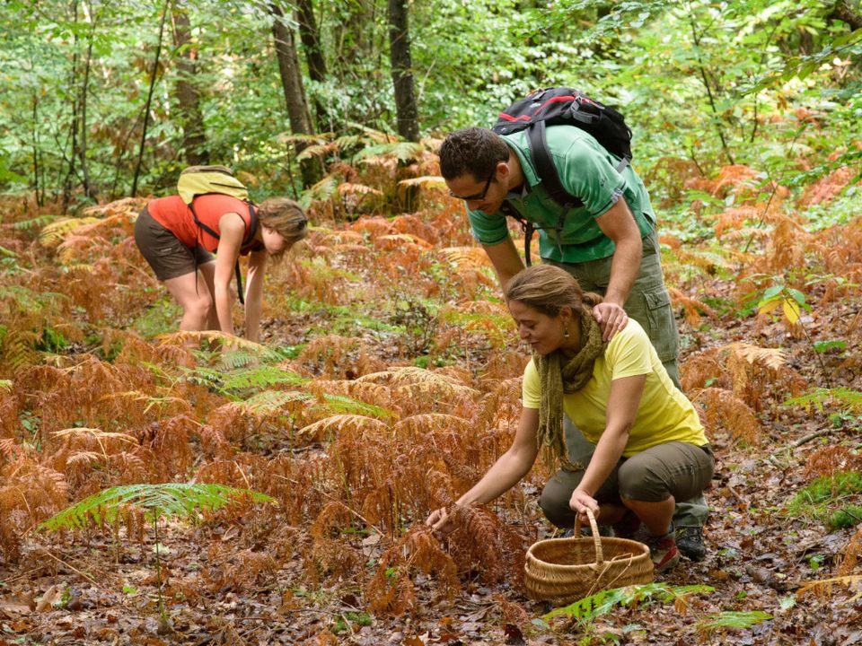 La Forêt de Vioreau