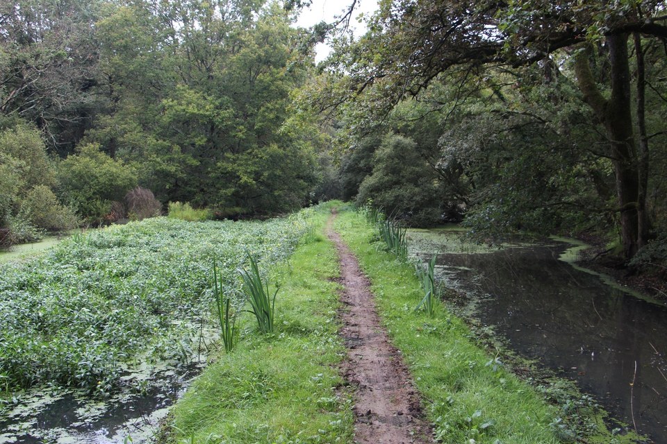 La Forêt de Vioreau