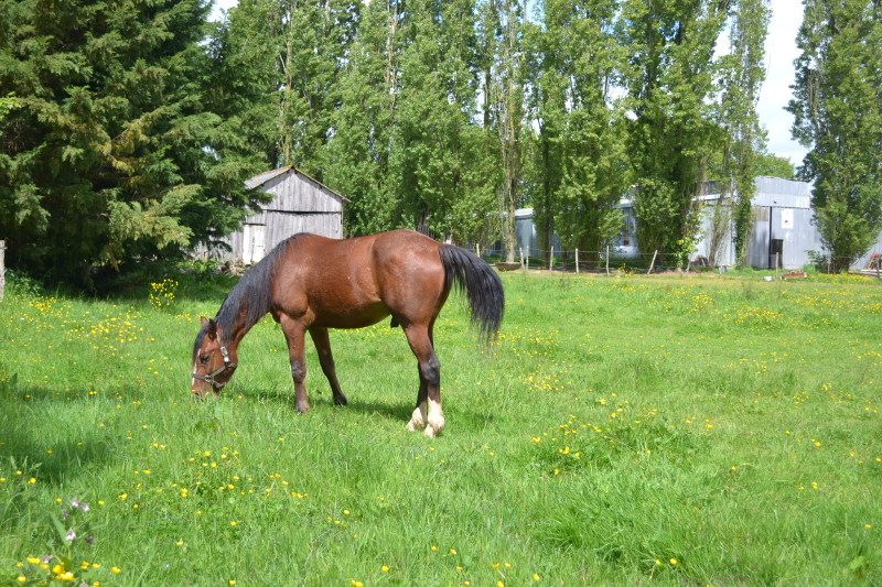 cheval_2