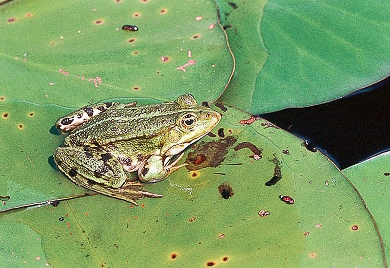 grenouille dans une des mares du marais du Gué neuf_3