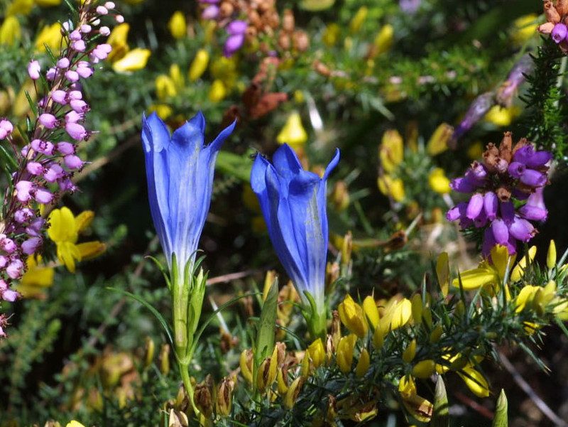 fleurs_1