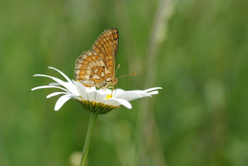 faune_2