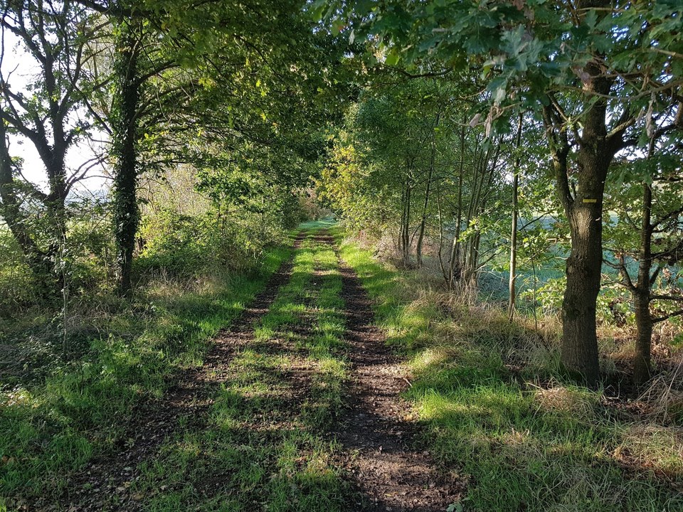 Chemin à travers les marais de Vilaine_3
