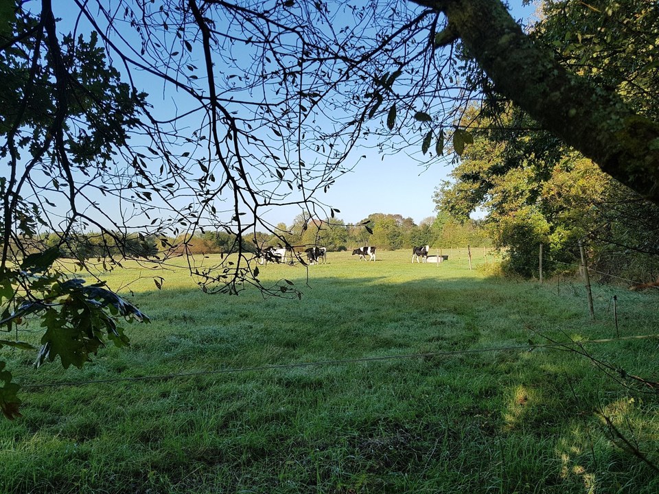 Marais de Vilaine_2