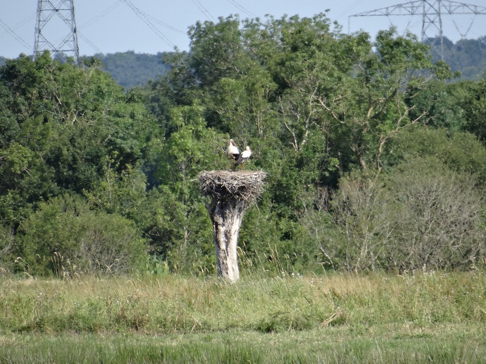 Sentier des Cigognes