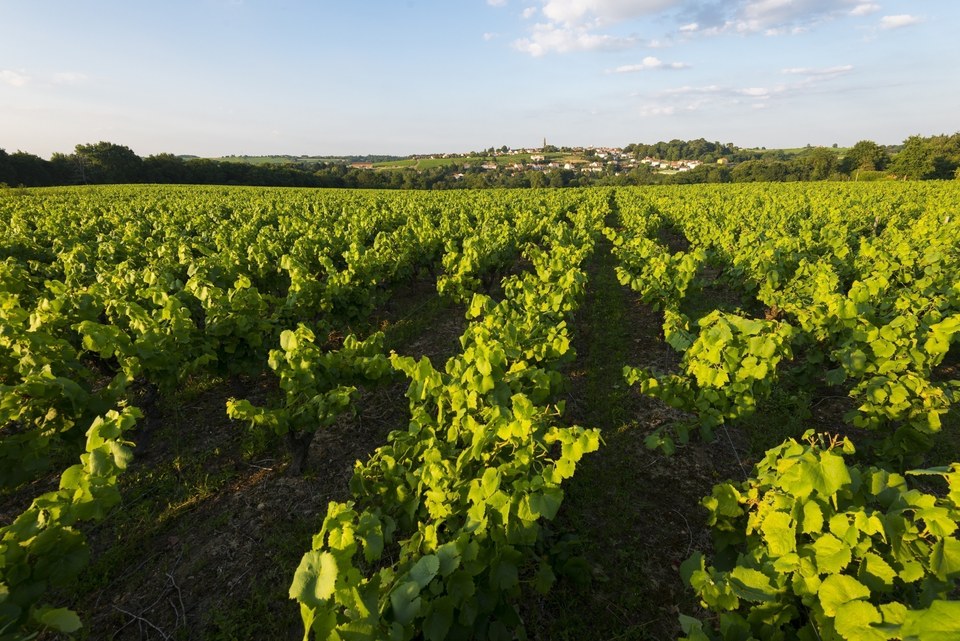 Vue sur Saint Fiacre sur Maine randonnée vignes