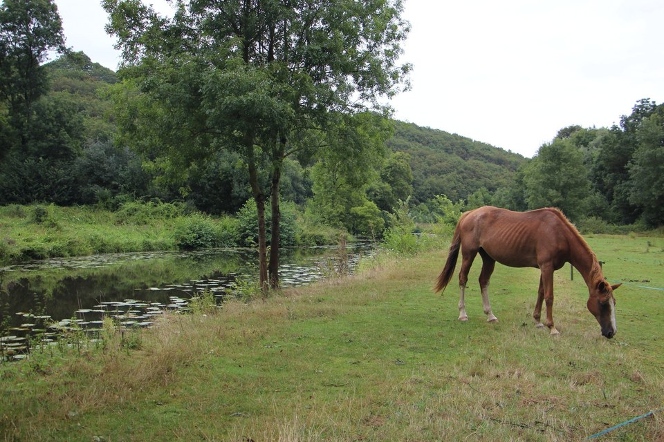 Cheval au bord du Hâvre