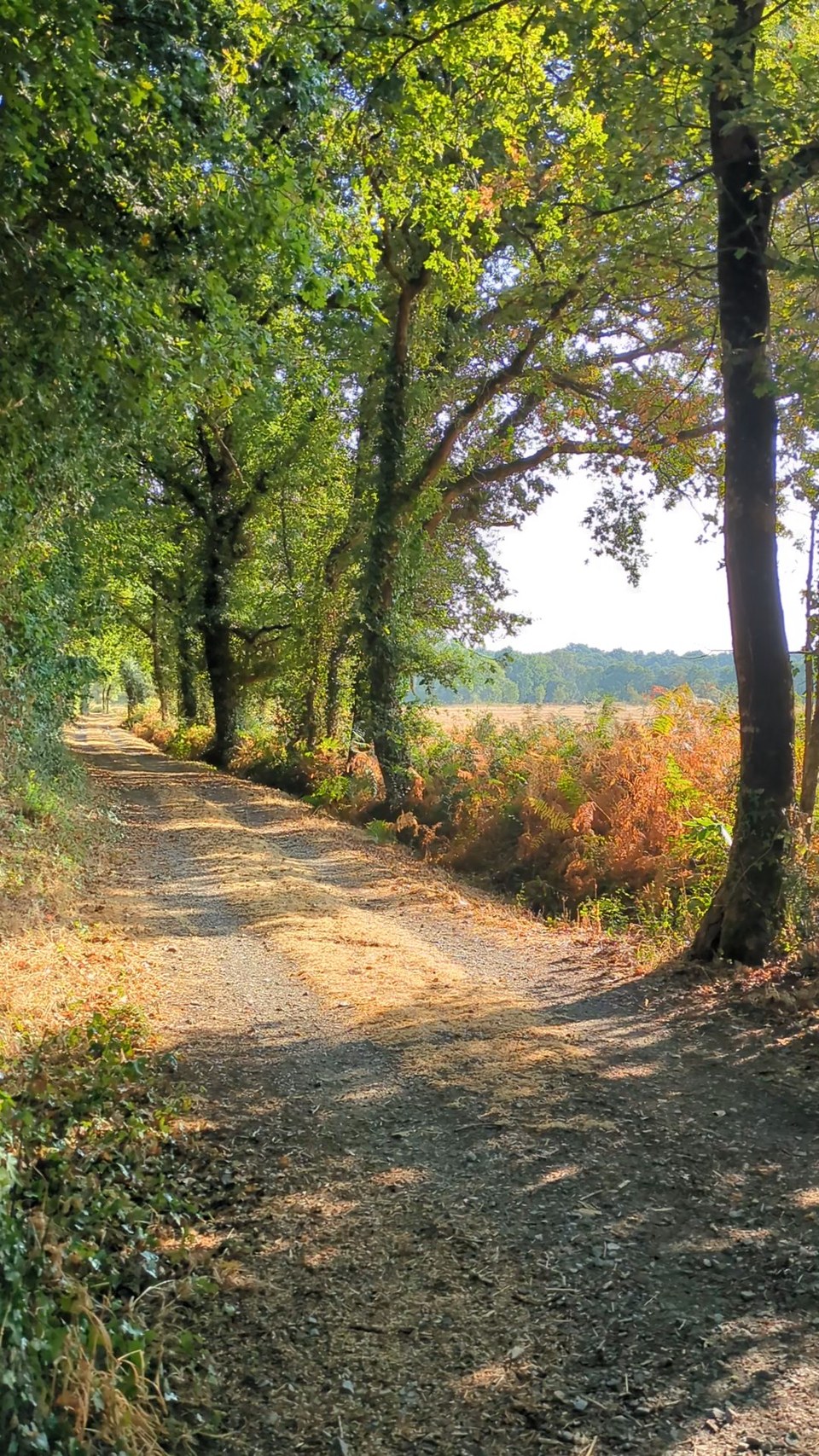 Marais de Grandlieu