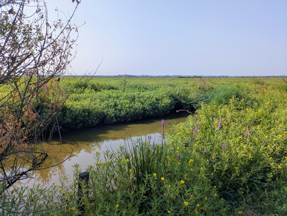 Marais de Grandlieu