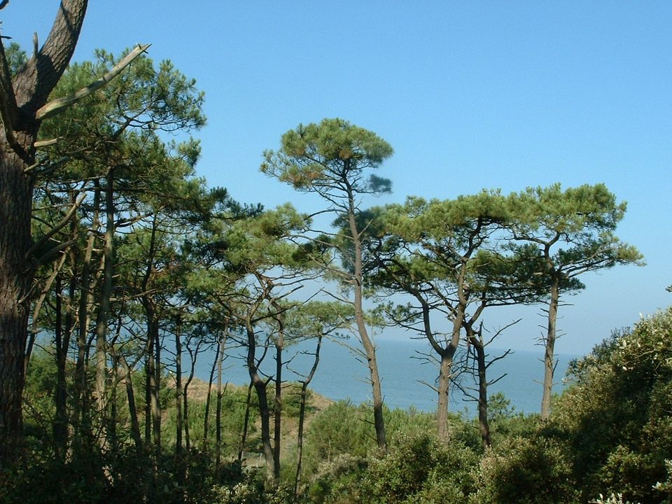 dune-boisee6-5008_3