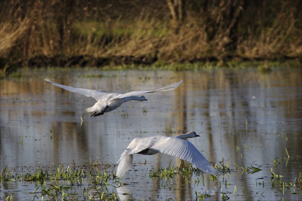 les-marais1-douaud_1
