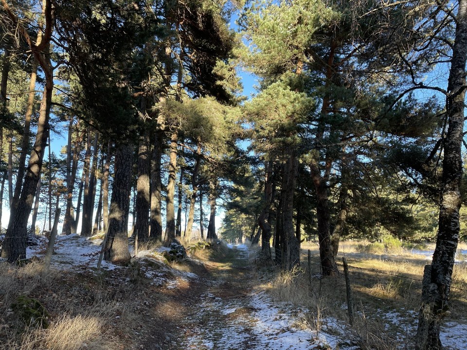 Traversée en sous bois
