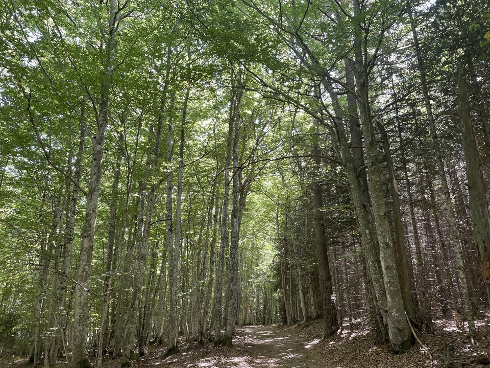 Circuit des Huttes - VTT n°3