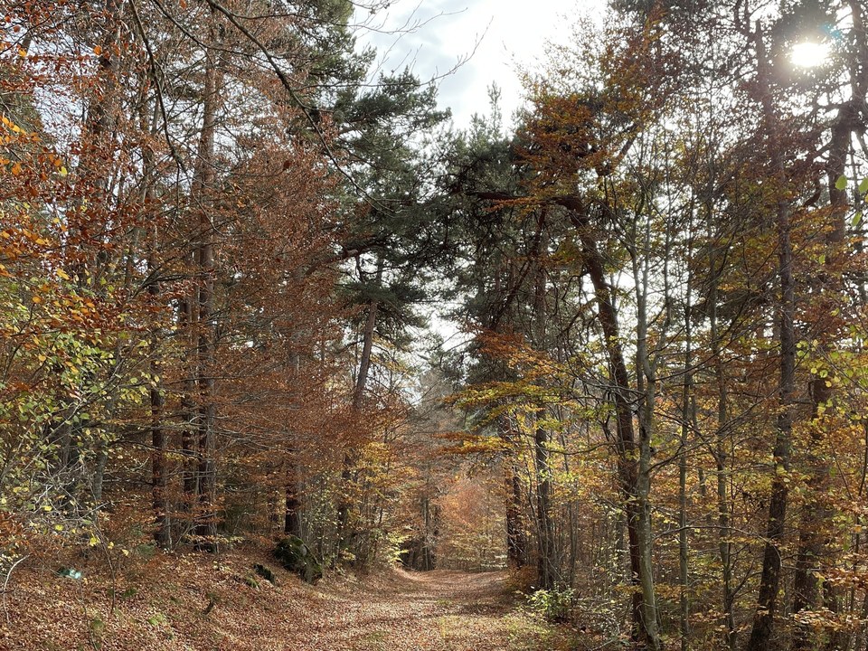 Passage en sous bois