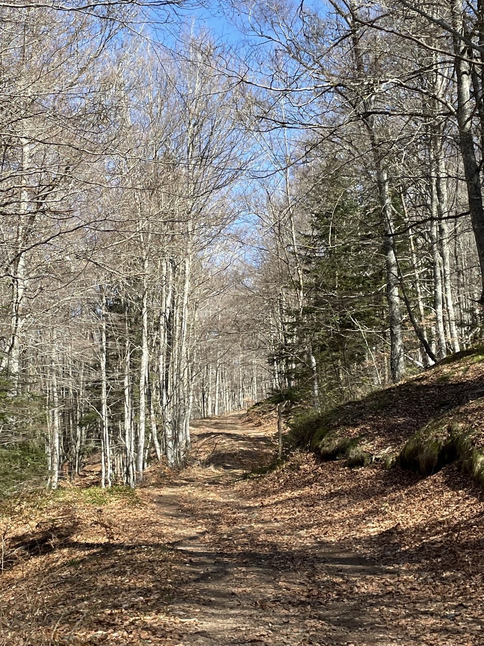 Tapis de feuilles d'automne