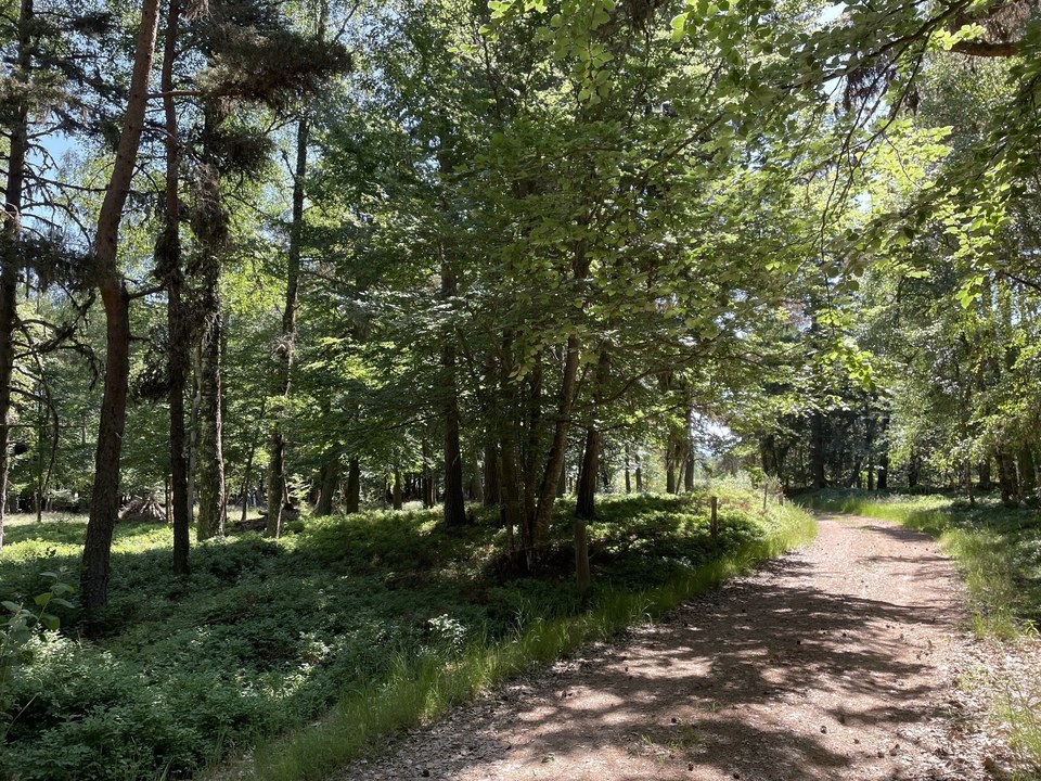 Chemin en sous bois