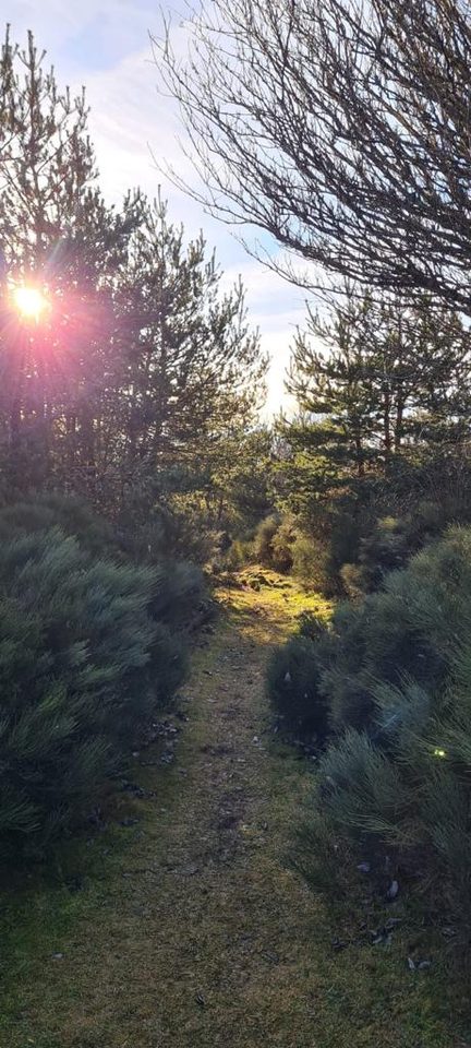 Sentier boisé