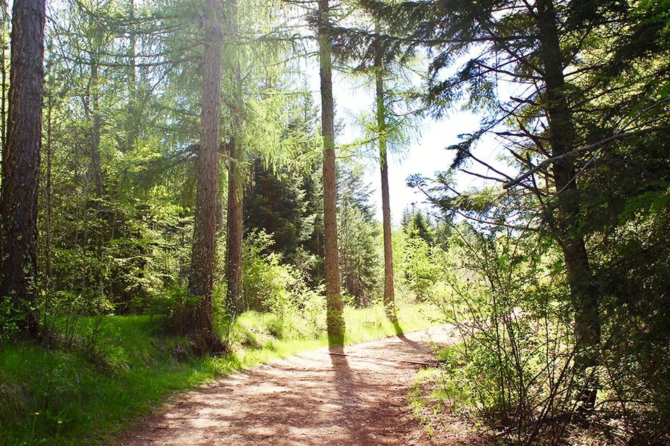 La forêt de Pin noir du Causse de Mende