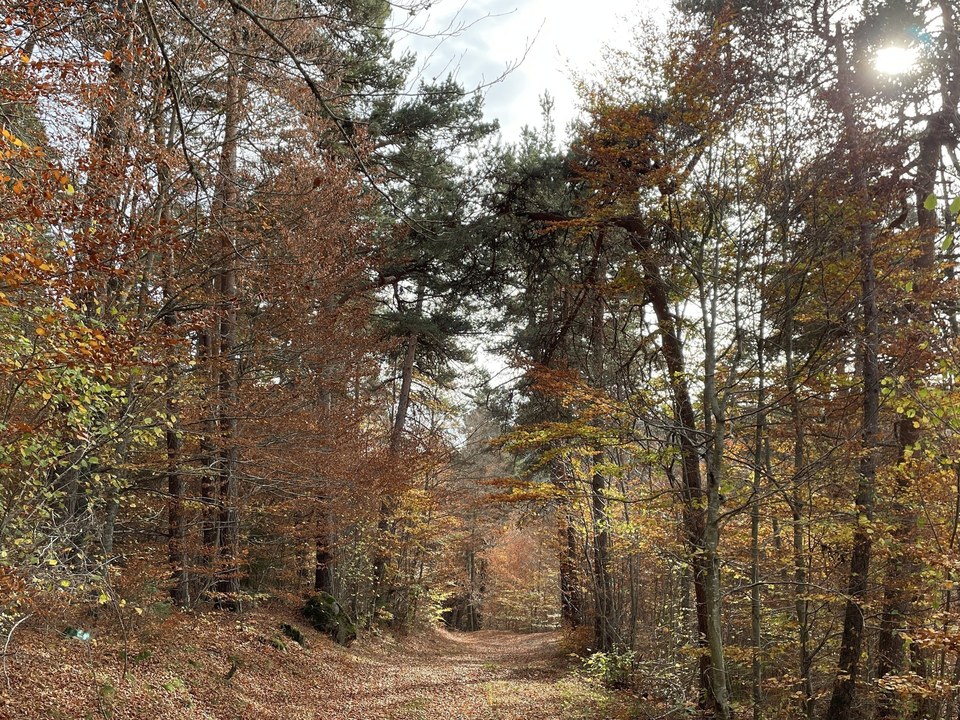 Bonnefont- Trail n°61