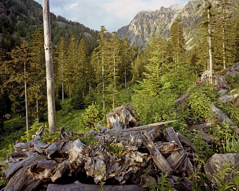 Vieilles souches et bois mort dans une clairière de coupe d'une forêt de conifères du Boréon. Paysage forestier.