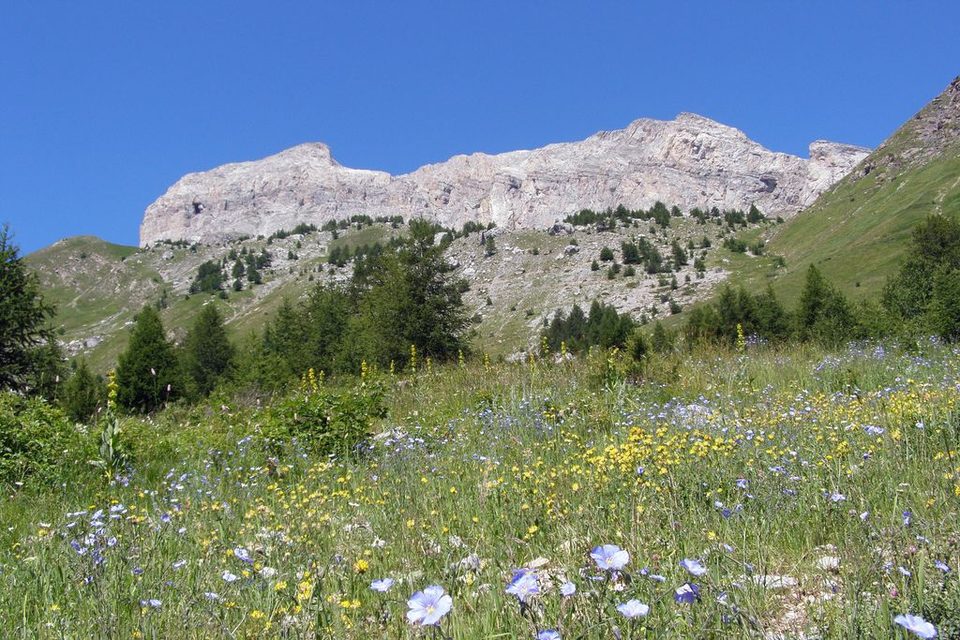 Prairie fleurie dans le vallon des Agneliers