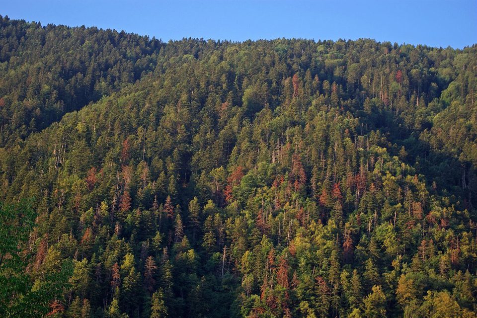 Forêt de bois noir du Caïros