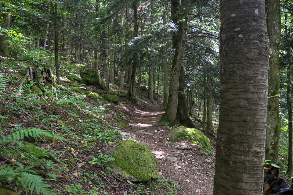 Un tratto del sentiero naturalistico nell'abetina