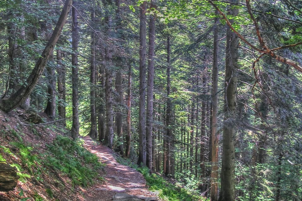 Il bosco di abete bianco che si attraversa scendendo nel Vallone di Sestrera
