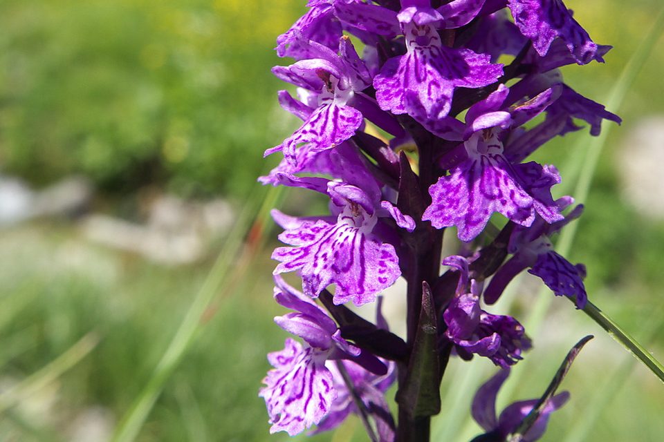Orchidea