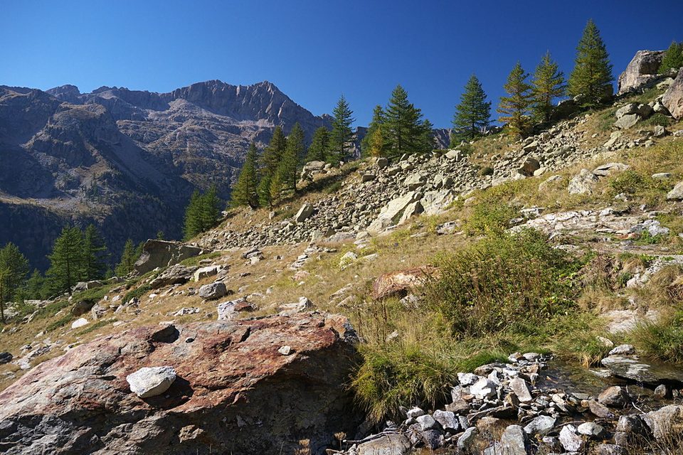 Larici nel Vallone dell'Assedras