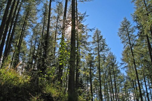 Forêt de Ratery