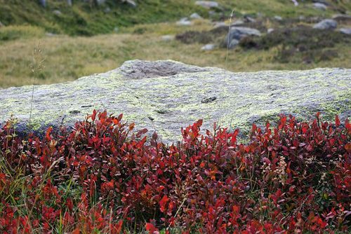 Buissons de myrtilles communes (Vaccinium myrtillus), rougies en tout début d'automne devant un bloc de rocher.