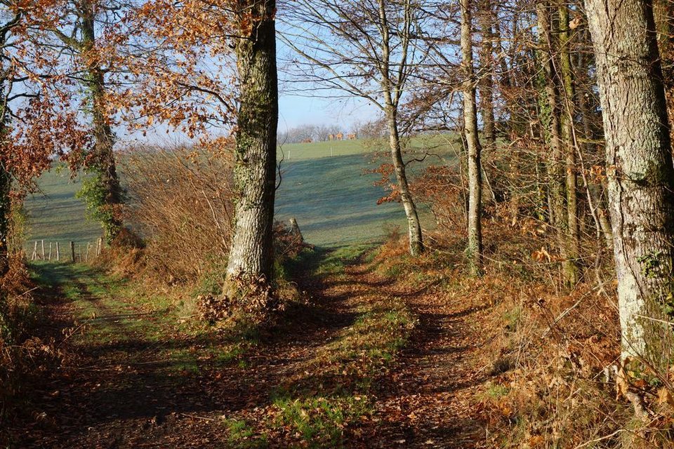 Chemin à la Pronche
