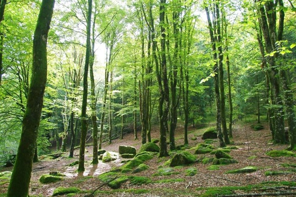 Les hêtraies de Péret-Bel-Air