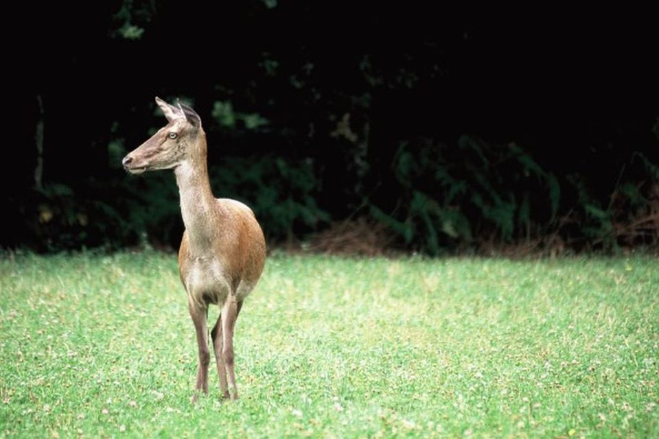 Biche courtisée
