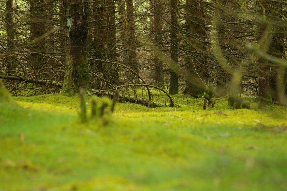 Le Bois de Chaleix