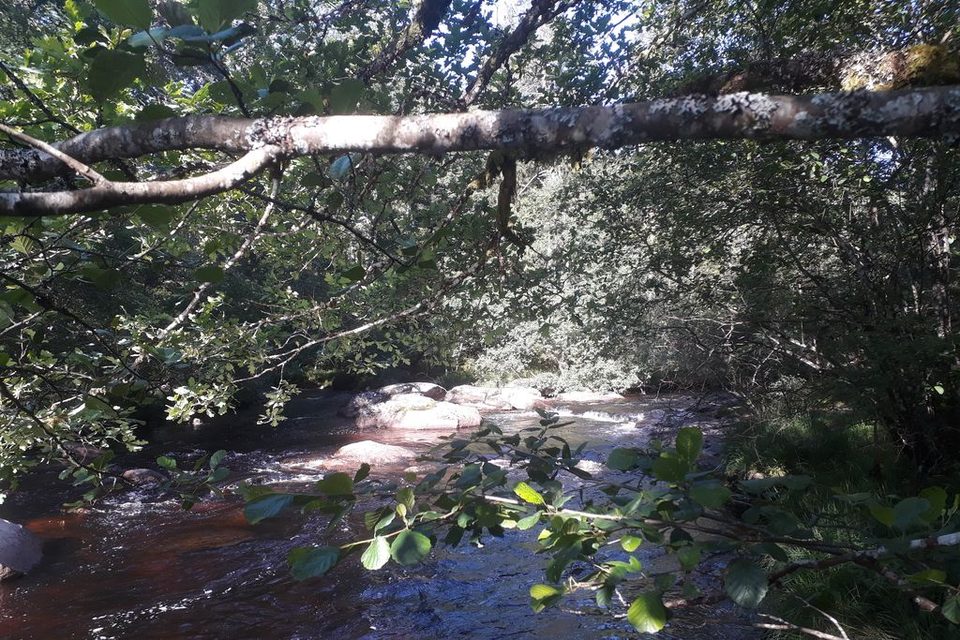 Bois de Chaleix