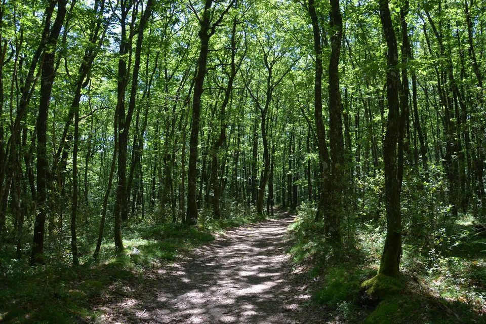 La Forêt de Mirambel - Circuit court