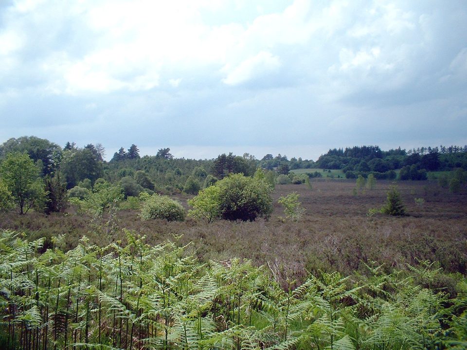 Royère tourbières 050