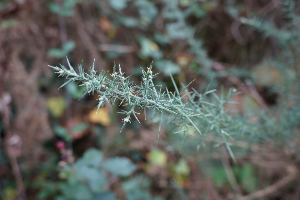 Bois Badaraud