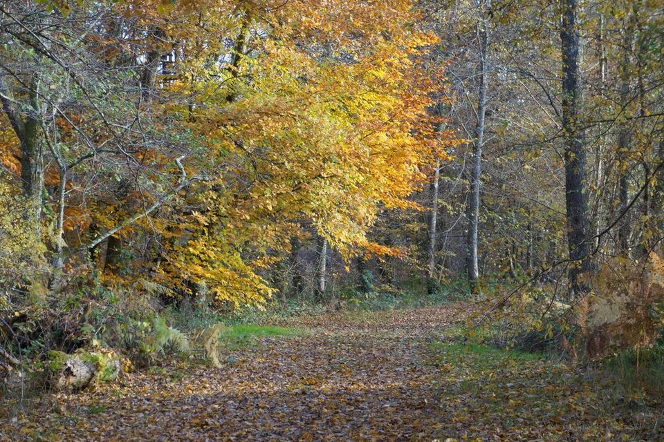 Sentier de Brignac au Moulin du Got