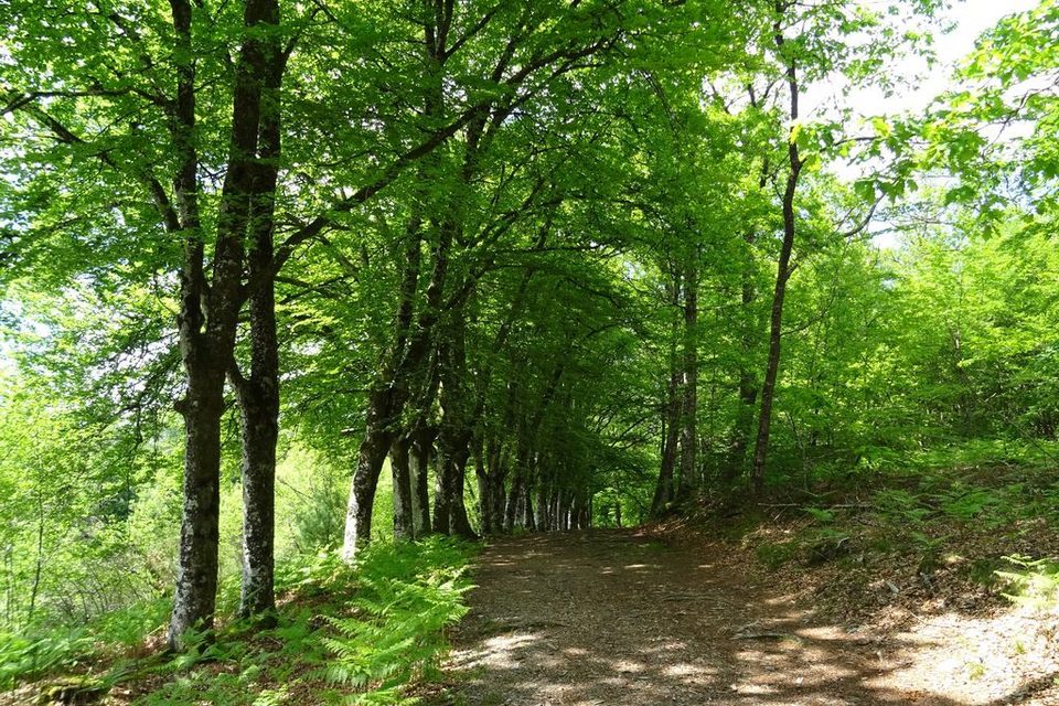L'allée de hêtres de l'étang des landes
