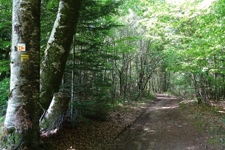 Sentier dans les bois