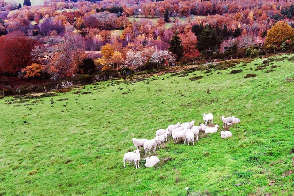 PHOTO ITINERAIRE landes et tourbieres CONF_1