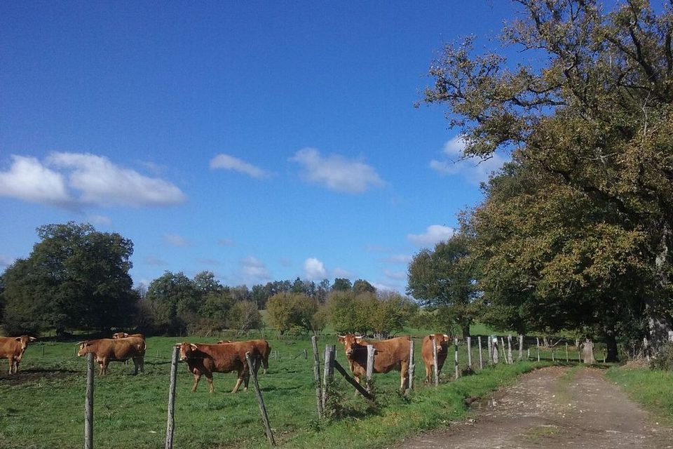 Vaches limousines