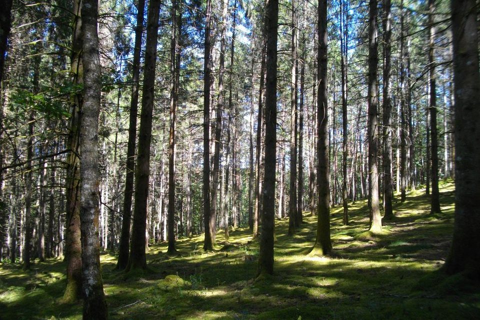 Vue_générale_Palisse_Gsalat_1