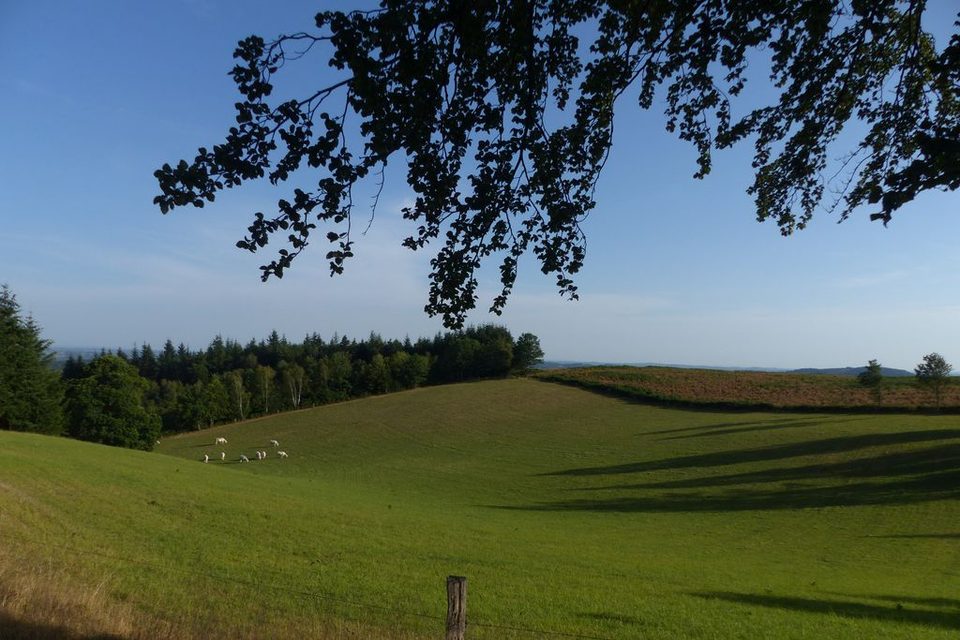 Lachaud