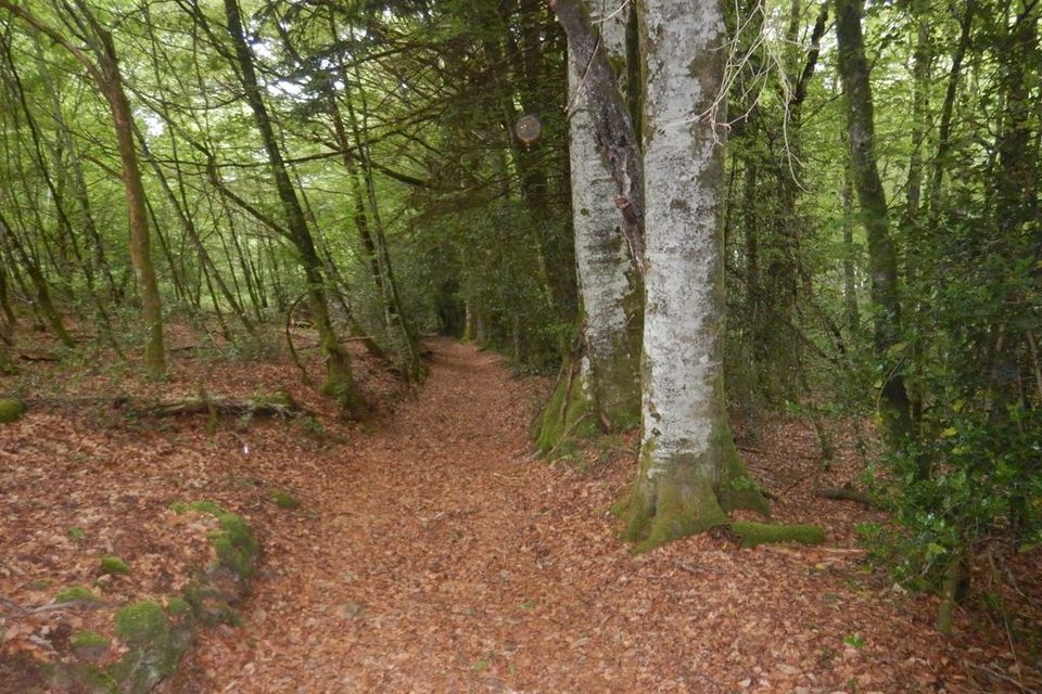 Chemin en sous bois, CCVEM_1