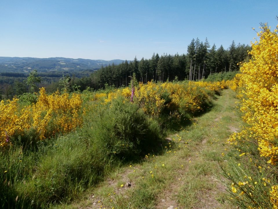 En chemin, vue sur le plateau de Millevaches