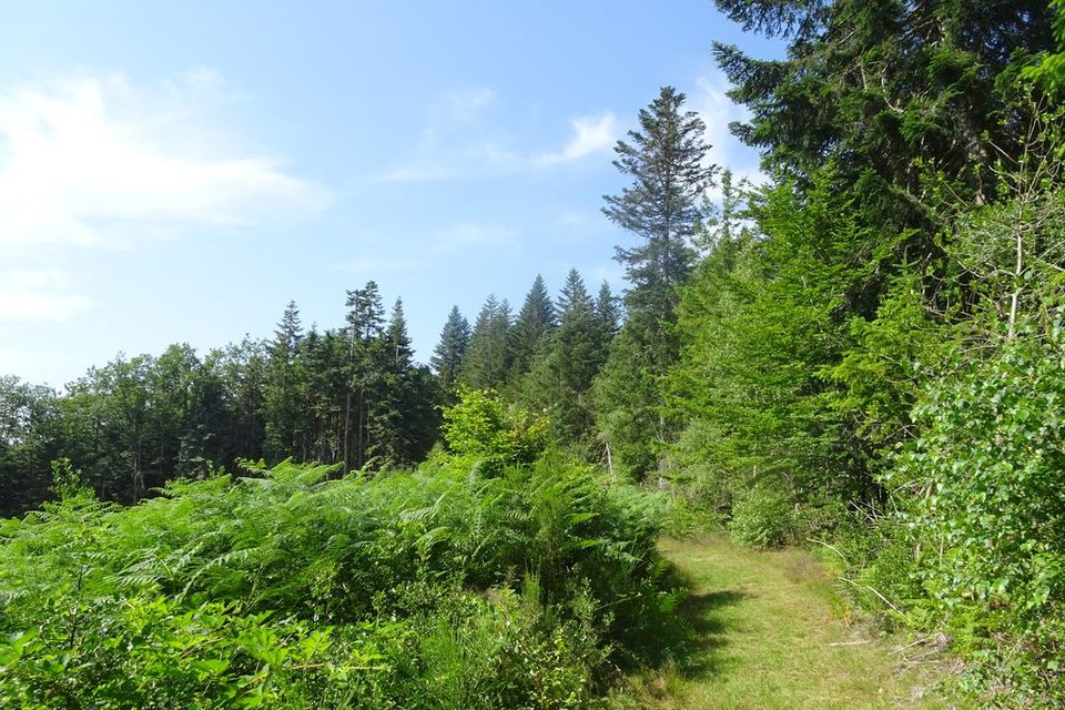 DSC02115_1
